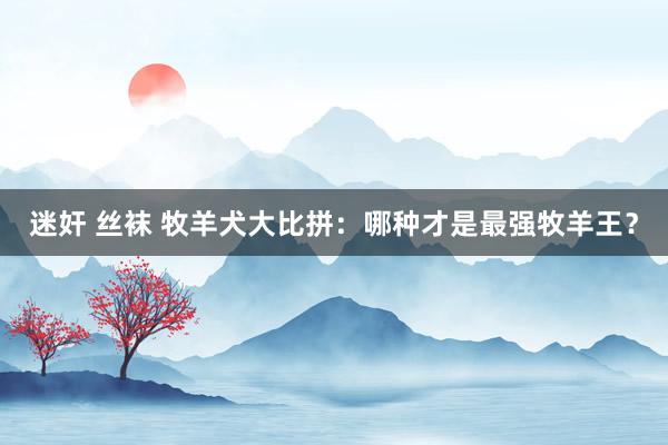 迷奸 丝袜 牧羊犬大比拼：哪种才是最强牧羊王？