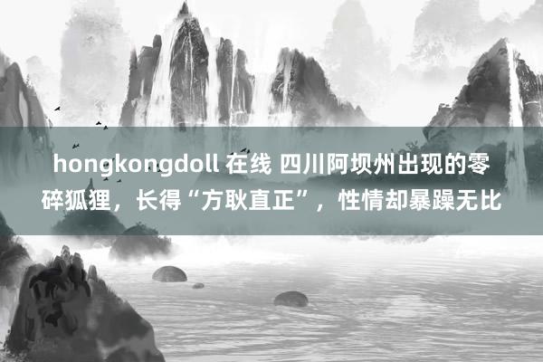 hongkongdoll 在线 四川阿坝州出现的零碎狐狸，长得“方耿直正”，性情却暴躁无比