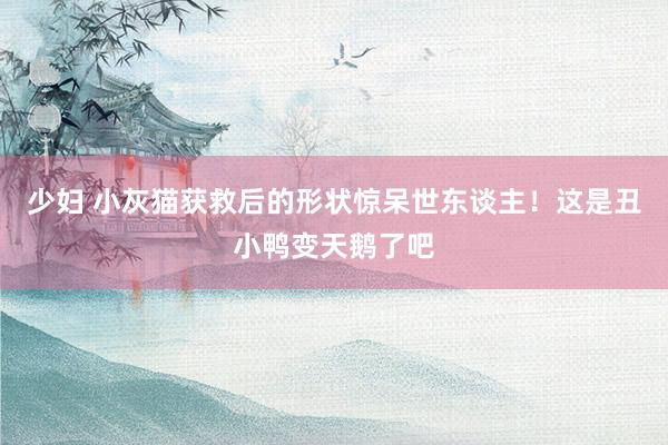 少妇 小灰猫获救后的形状惊呆世东谈主！这是丑小鸭变天鹅了吧