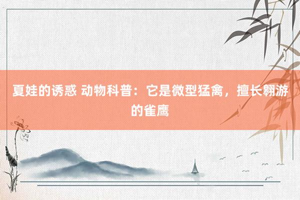 夏娃的诱惑 动物科普：它是微型猛禽，擅长翱游的雀鹰
